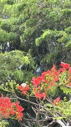 Pandan Valley (D21), Condominium #553233331